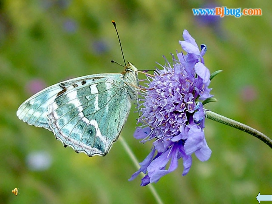 《台湾的蝴蝶谷》第二课时.1_第2页
