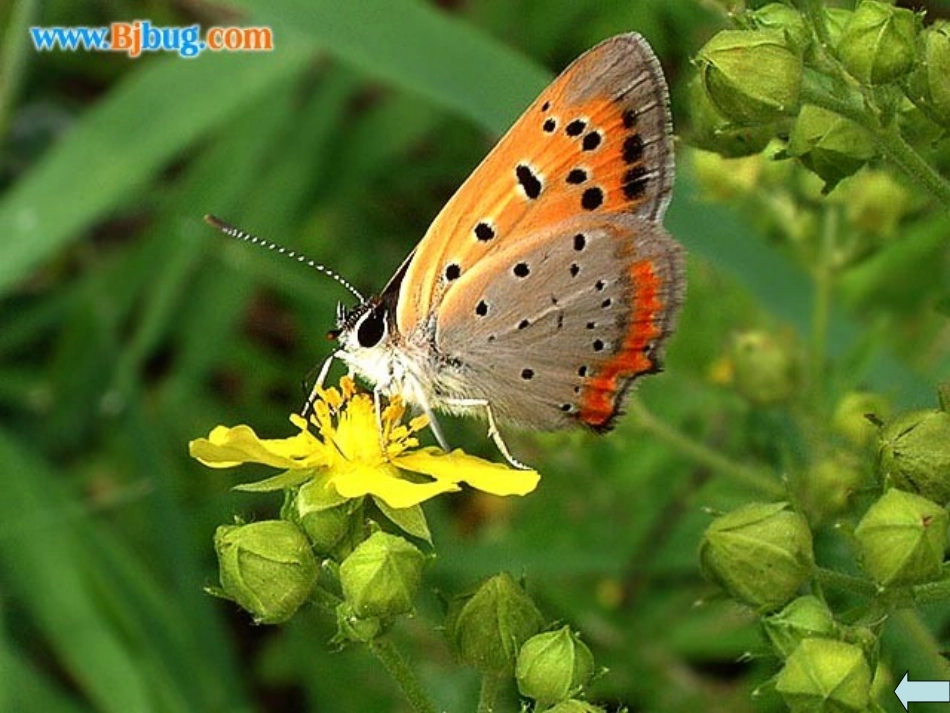 《台湾的蝴蝶谷》第二课时.1_第3页