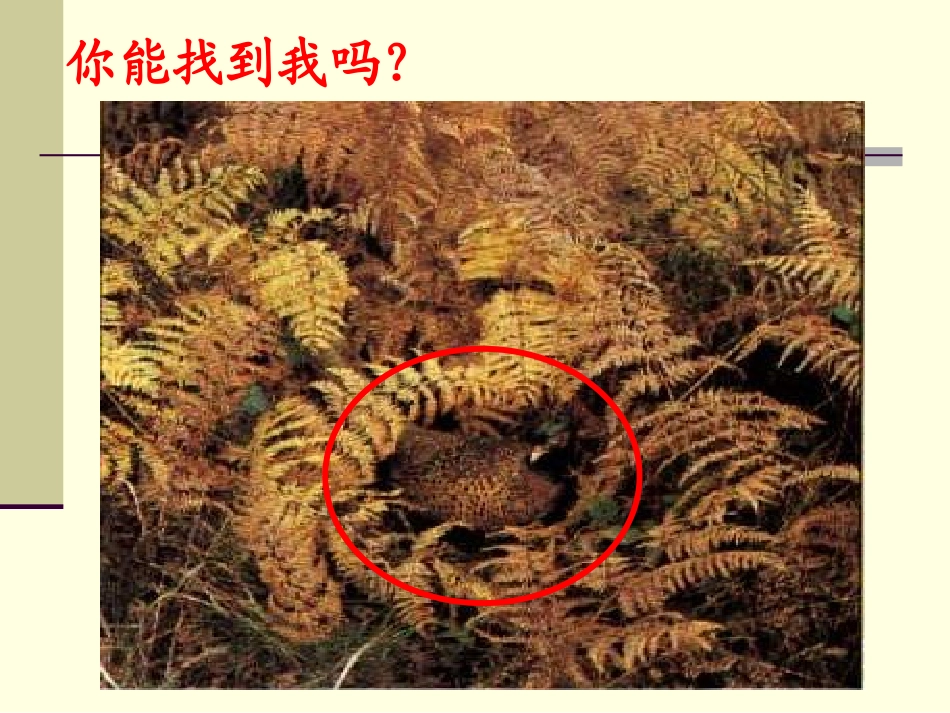 生物的进化(第1课时)_第2页