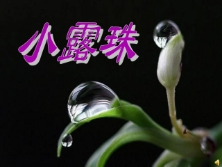 小露珠(2)