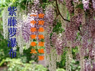 黄春兰：课件--紫藤萝瀑布