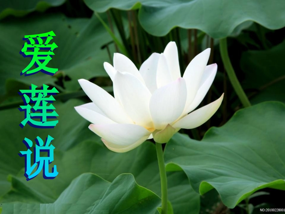 爱莲说.ppt[1]_第1页