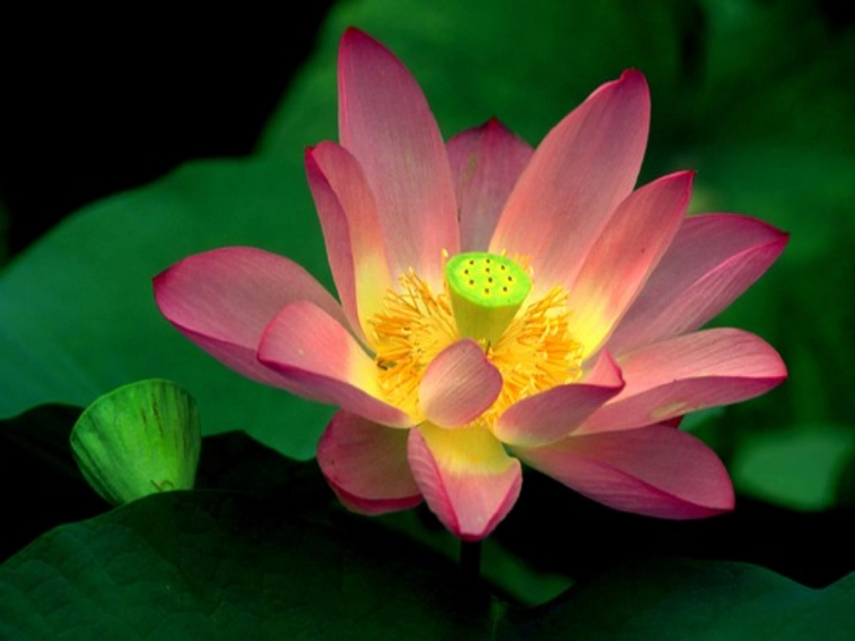 爱莲说.ppt[1]_第3页