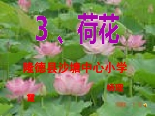 《荷花》课件【7页】