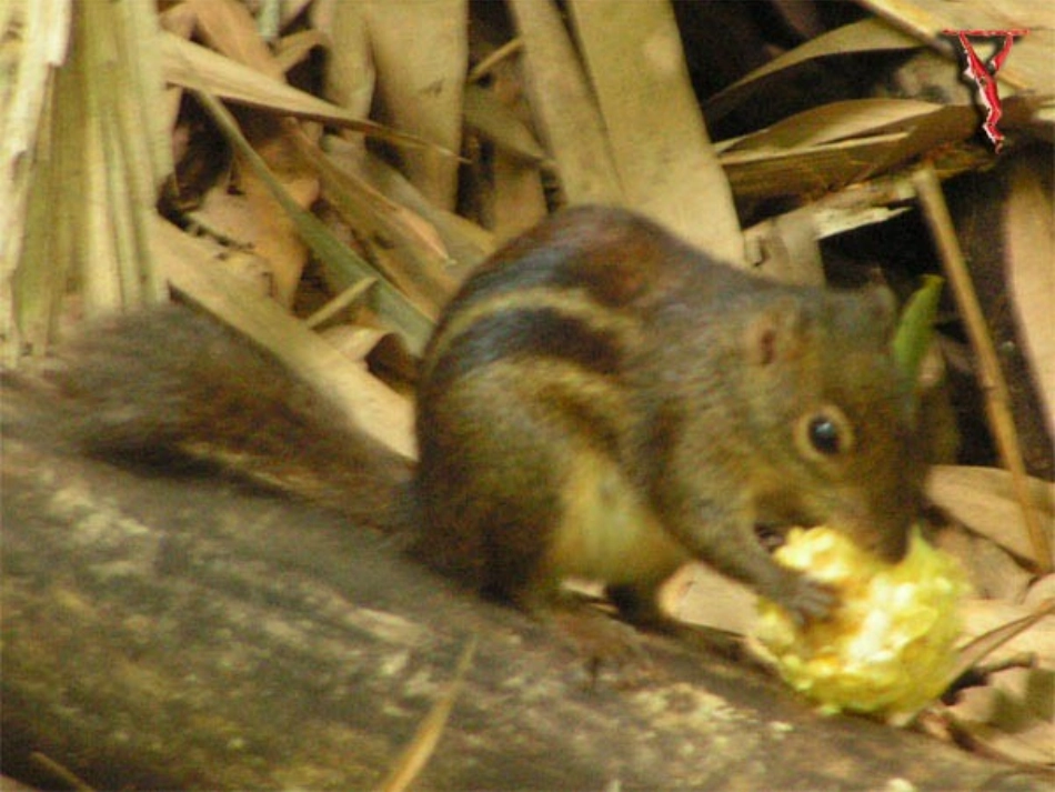 跑进家来的松鼠优质课件1_第3页