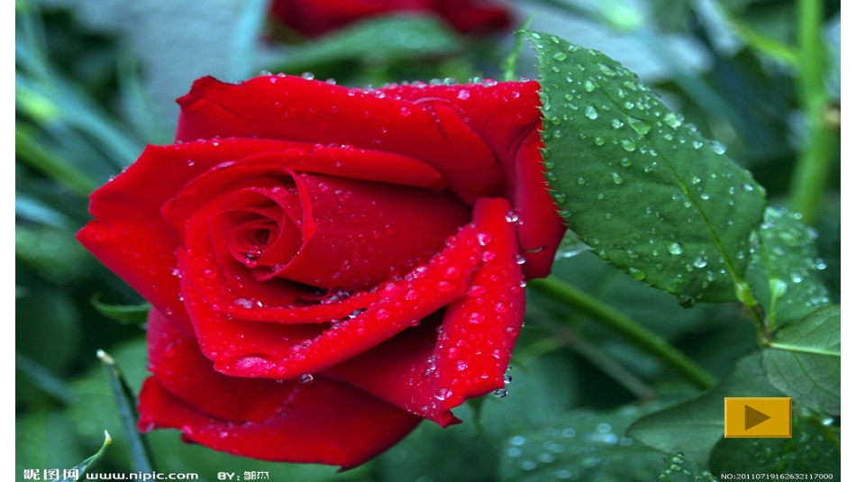 永不凋谢的玫瑰李静1_第1页