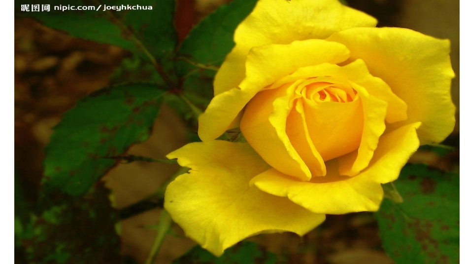 永不凋谢的玫瑰李静1_第3页