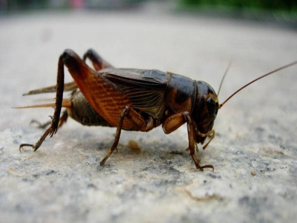 《蟋蟀的住宅》-(2)_第3页