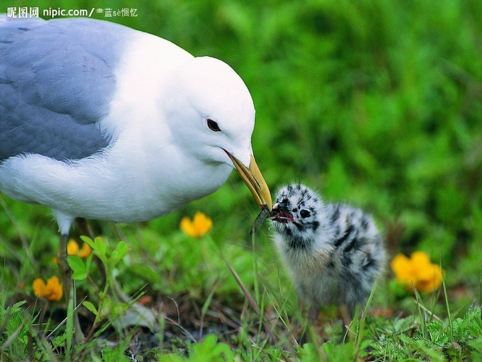 人教版一年级语文下册《两只鸟蛋》课件_第3页