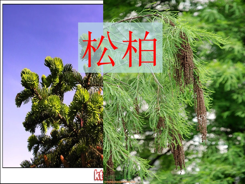 苏教版第四册识字3_第3页