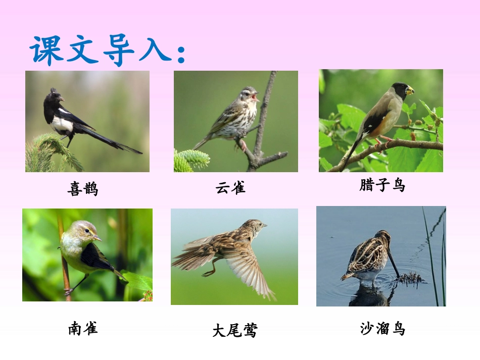 《空山鸟语》课件1_第2页