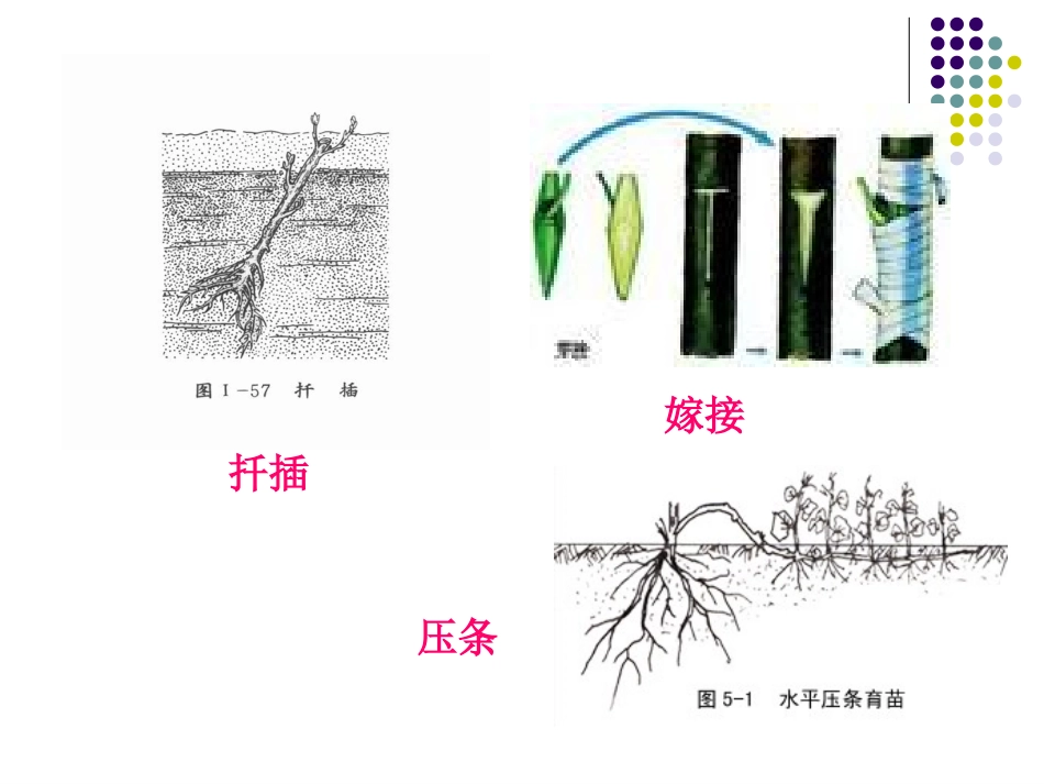 人教版高中生物选修3专题二-212植物细胞工程的实际应用_第3页