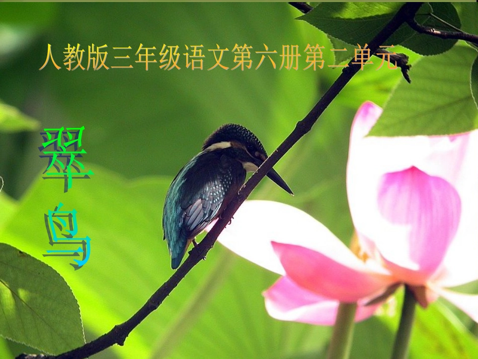 1翠鸟课件1_第1页