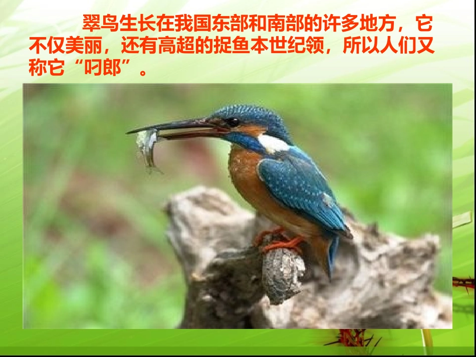 1翠鸟课件1_第2页