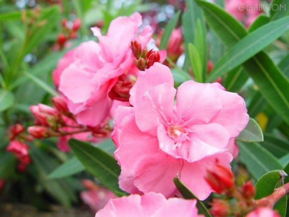 夹竹桃(1)_第2页