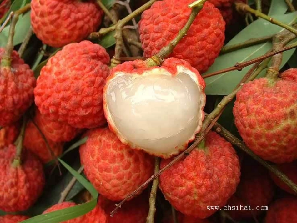 341《荔枝图序》课件0_第3页