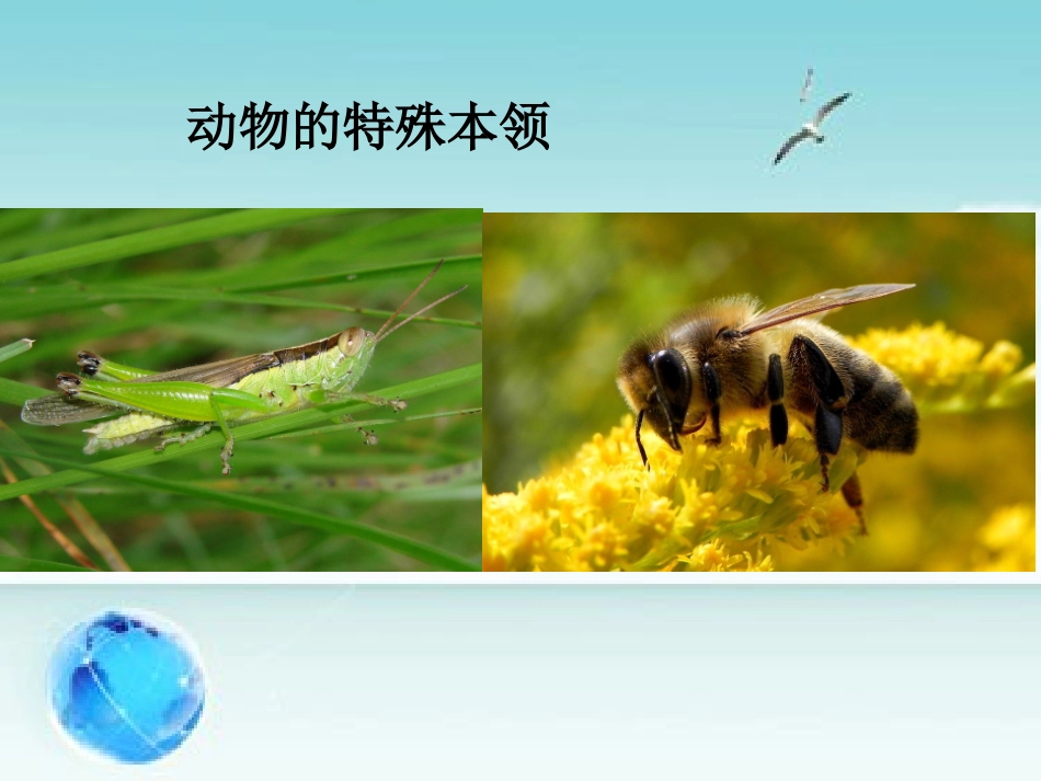 动物的特殊本领_第1页