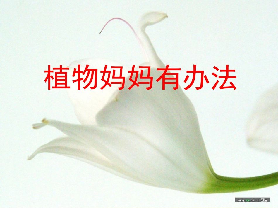 《植物妈妈有办法》课件-1_第1页