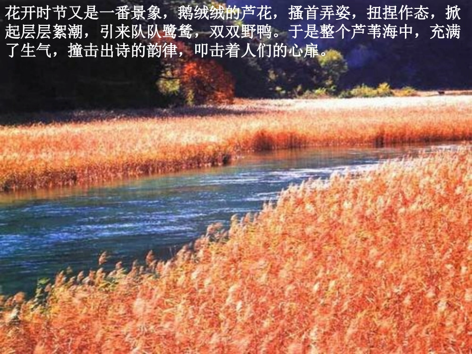 《芦花荡》PPT_第2页