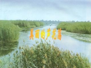 《芦花荡》PPT