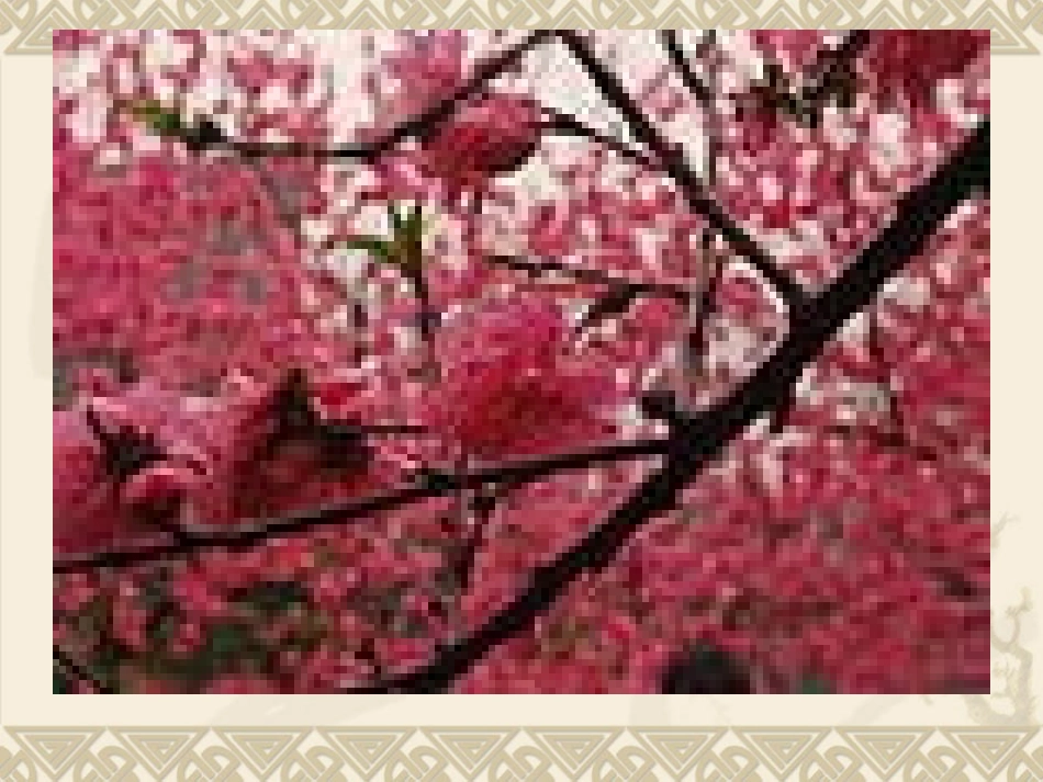 人教版第九册梅花魂(上课)_第1页