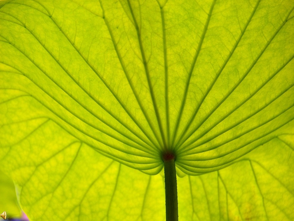 《荷叶圆圆(课时1)》课件-黄小妮_第1页