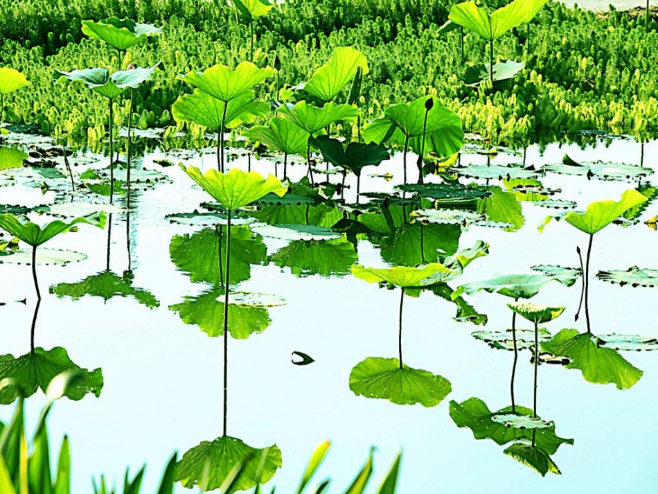 《荷叶圆圆(课时1)》课件-黄小妮_第2页