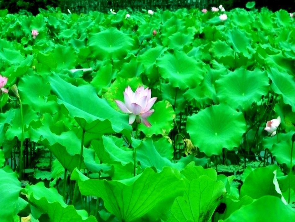 《荷叶圆圆(课时1)》课件-黄小妮_第3页