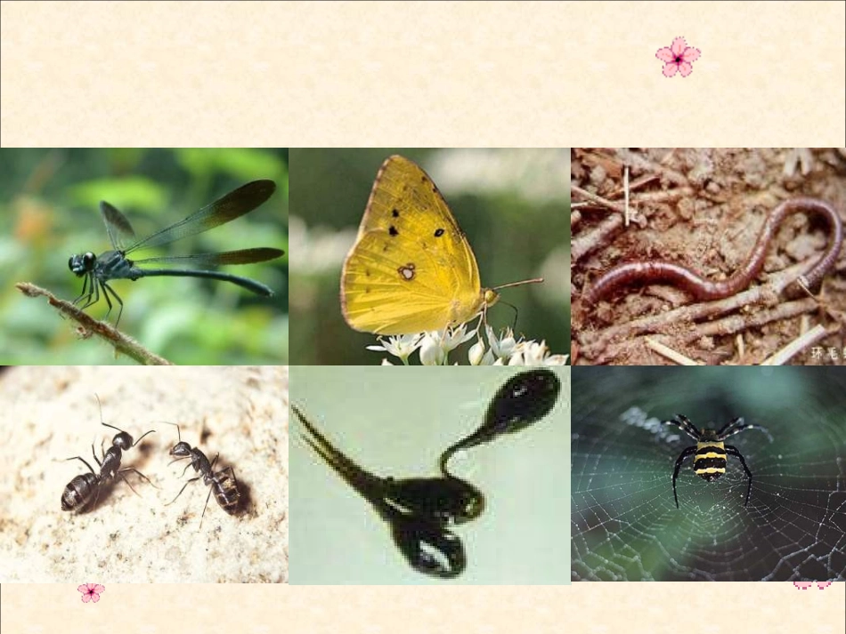 人教版一年级语文下册识字四教学(1)_第3页