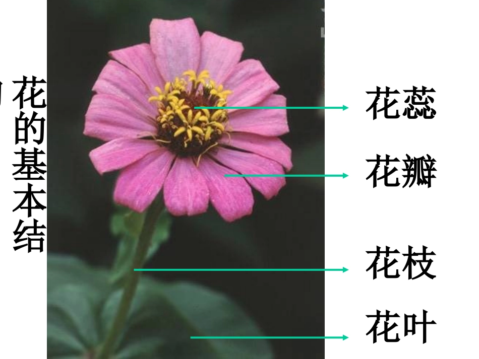 《花儿朵朵》课件_第2页