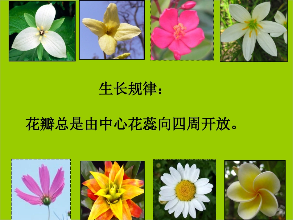 《花儿朵朵》课件_第3页