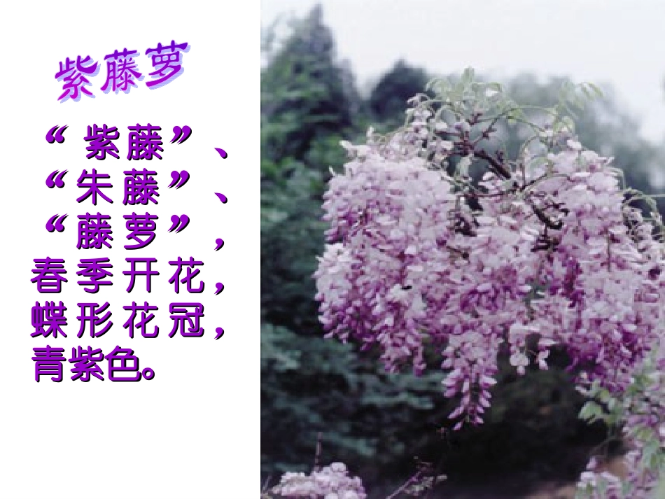 紫藤萝瀑布-(4)_第1页
