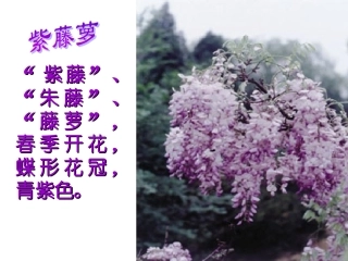 紫藤萝瀑布-(4)