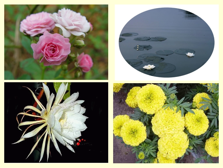 人教版小学语文三年级上册13《花钟》PPT课件_第3页