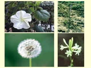 人教版小学语文三年级上册13《花钟》PPT课件