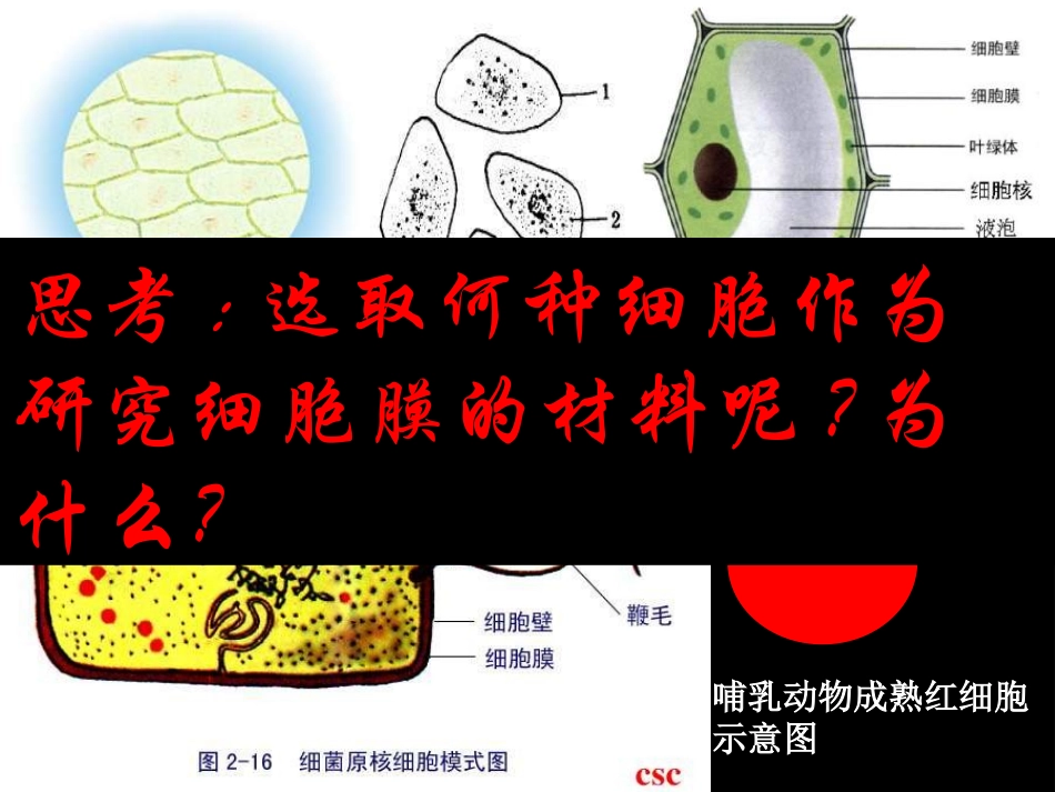 细胞膜——系统的边界上课_第2页