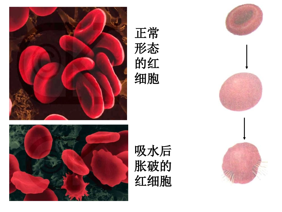 细胞膜——系统的边界上课_第3页