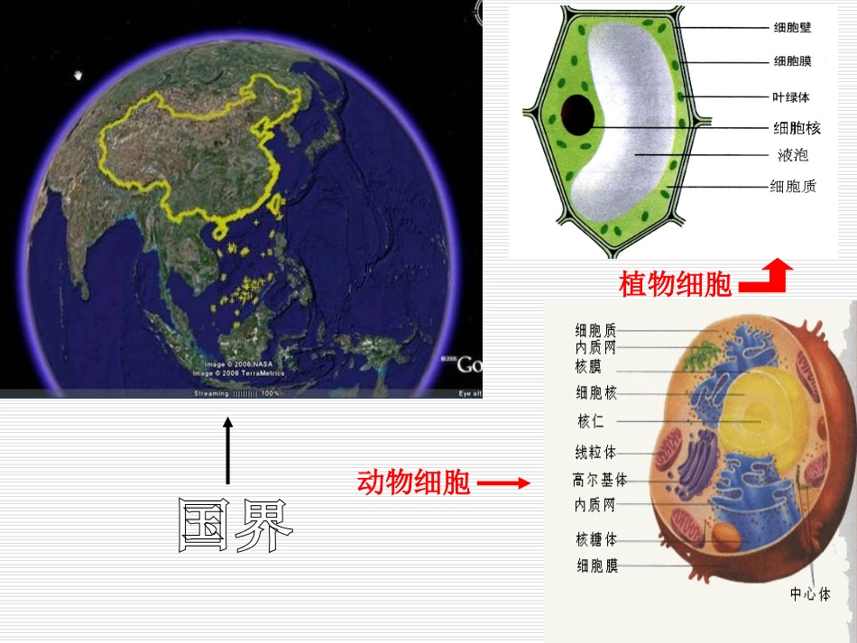 3.1-细胞膜—系统的边界-课件-黎文艺_第2页