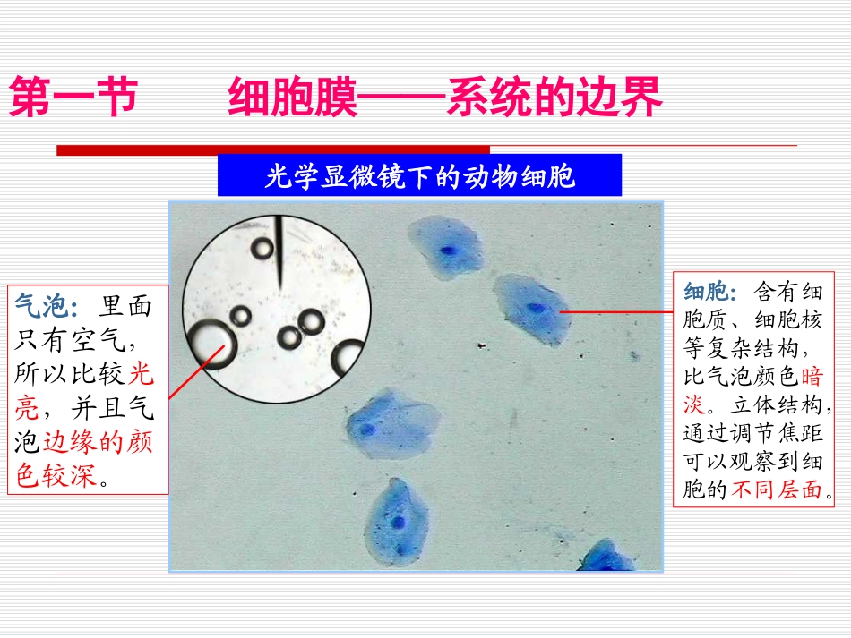 3.1-细胞膜—系统的边界-课件-黎文艺_第3页