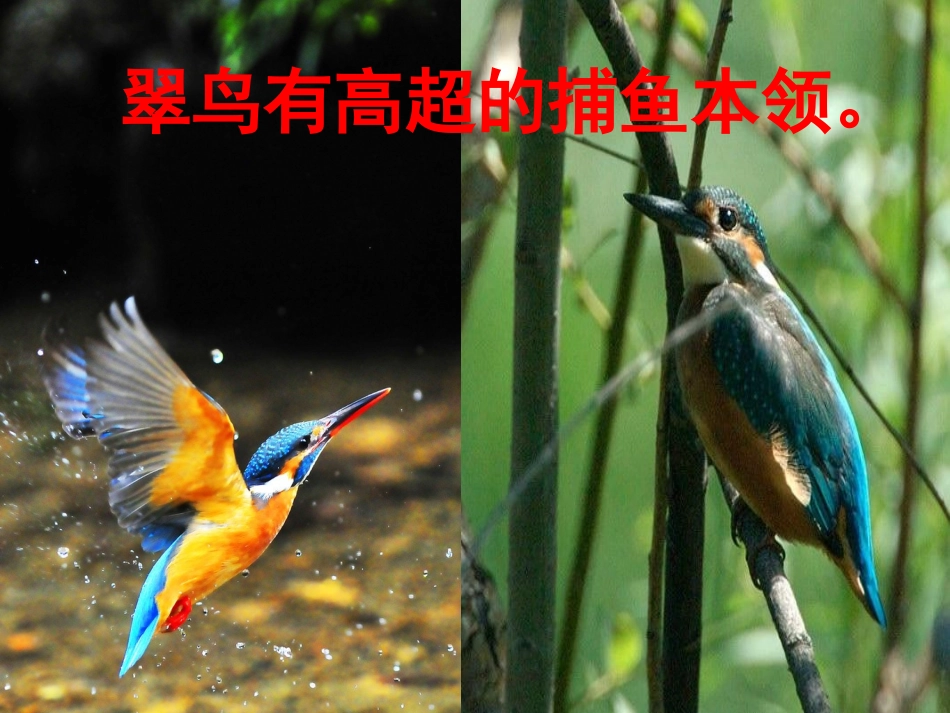 人教三年级下册5翠鸟_第3页