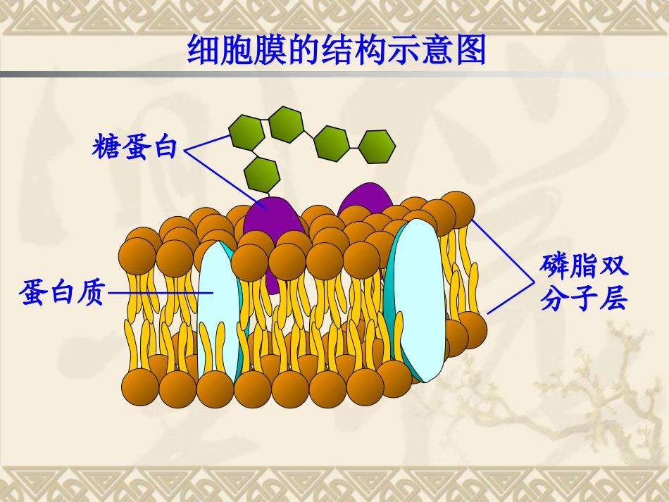 4-3物质跨膜运输的方式_第2页