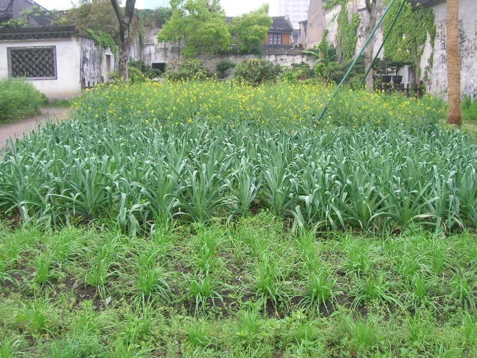 《我和祖父的园子》PPT_第2页