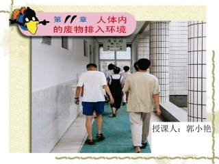 人体泌尿系统的组成final