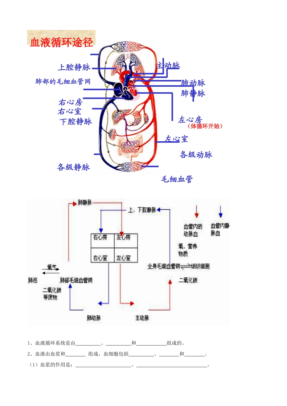 中考生物首轮复习 人体内物质的运输试卷_第2页