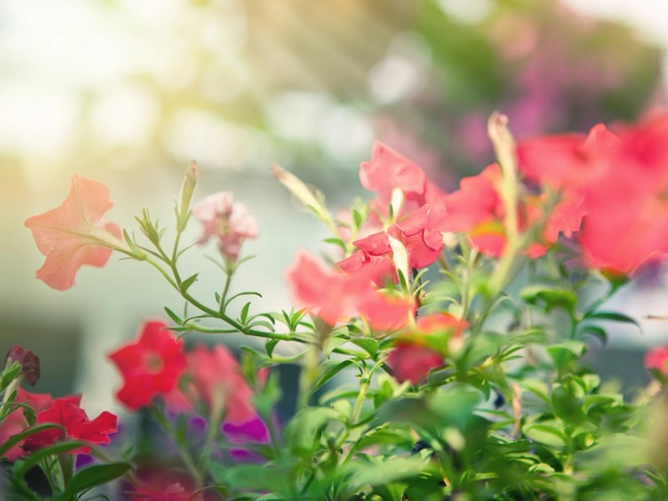 《心田上的百合花开》_第2页