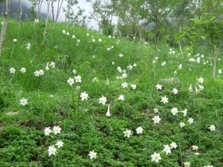 《心田上的百合花开》