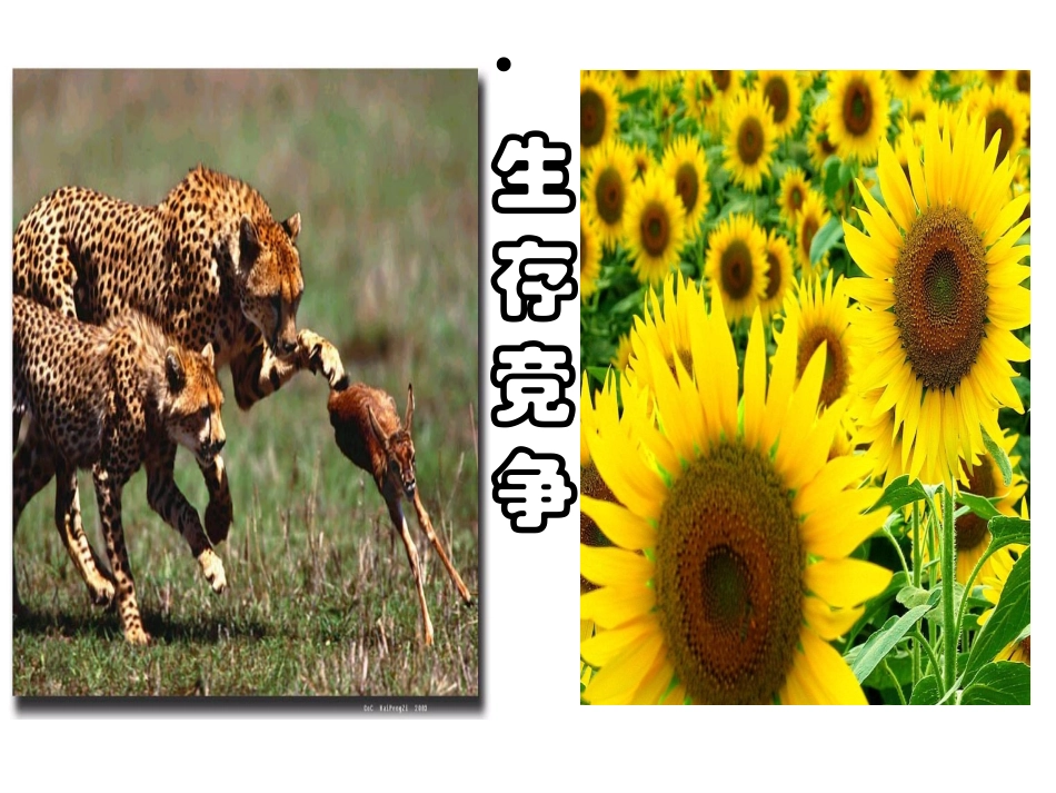 竞争不忘合作新_第2页