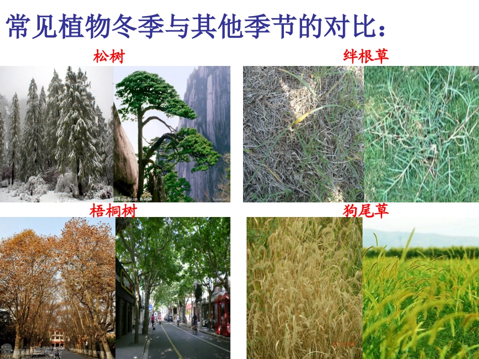 动植物是怎样过冬的PPT_第3页