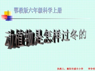 动植物是怎样过冬的PPT