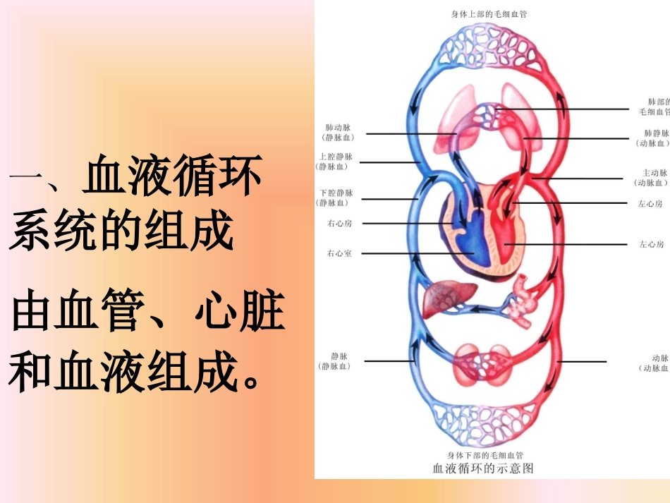 二）血液循环系_第2页